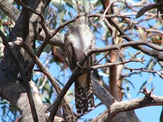 The Pallid Cuckoo