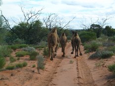 The camels were a constant sight through the Unnamed CP.