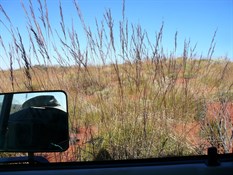 Tall Spinifex reaching our windows.