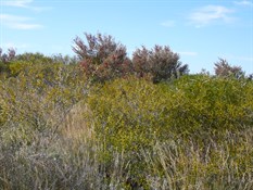 Great colours Holly Grevillia and flowering wattles