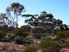 And then beautiful bush land