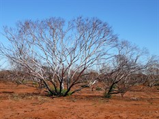 Burnt out but regenerating just prior to Neale Junction CP