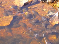 The water hole full of life