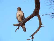 Our friendly Brown Falcon