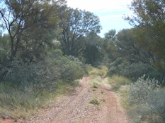 Over grown Gary Hwy.