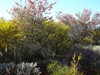 Holy Grevillia and Wattles