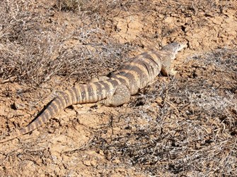 Well fed goanna, Diamantina NP, Qld