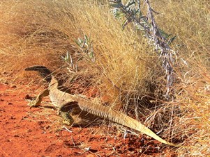 Meeting a big goanna is a memorable encounter