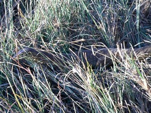 Observed close to water, Mitchell Plateau