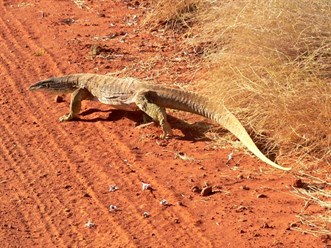 Magnificent goanna at Mornington in the Kimberley