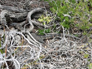 A well camouflaged goanna, Fitzgerald River NP, WA