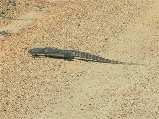 Goannas can run fast - Fitzgerald River NP, WA
