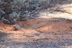 Sand Monitor 