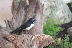 Willywagtail