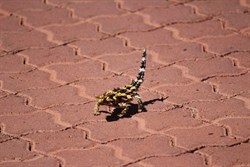 Thorny Devil