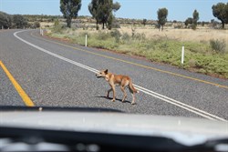 Wild Dingo