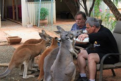 Kangaroo feeding at Coober Pedy