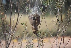 Interesting spider web