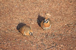 Spinifex Pigeon pair