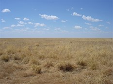 The Mitchell grass plains of the Barkly