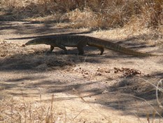 Goanna on track out to Grevillia Gorge