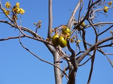 Kapock Seed Pods