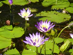 Water Lilies near Silent Grove Camp site