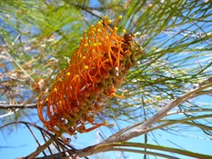 Grevillia Flower Bells Gorge area