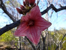 Kimberly Flower