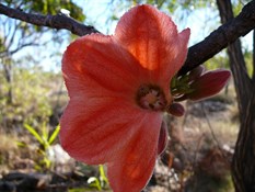 Kimberly Flower