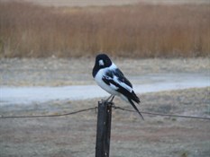 Pied Butcher Bird