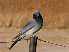 Black Faced Cuckoo Shrike
