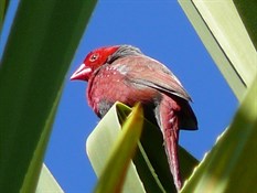 Crimson Finch