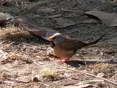Long Tailed Finch