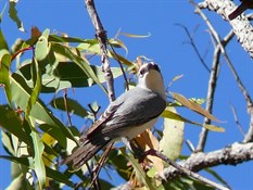 White Bellied Cuckoo Shrike