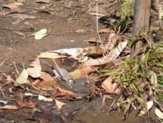 Double Barred Finch