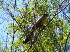 Pheasant Coucal