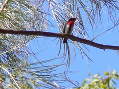 Mistletoe Bird