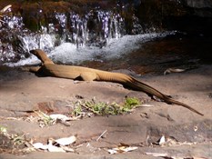 Water Monitor Galvans Gorge