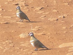 Spinifex Pigeons