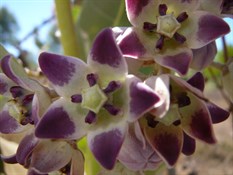 Unknown Flower