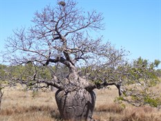 Boab  Near Leopold Ranges