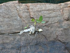 Boab seedling  Galvans Gorge