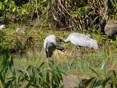 Pair of Brolgas