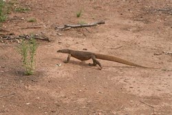 Perentie