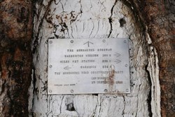 Len's tree and plaque