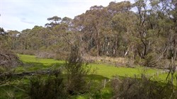 Pines Camp Area