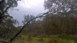 Pines Camp Area