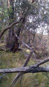 Pines Camp Area