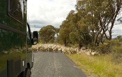 Herding sheep enroute to Dunn's Swamp